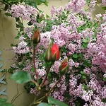 Le Jardin Croix Roussien * ליון