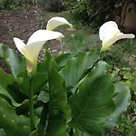 Le Jardin Croix Roussien דירה ליון