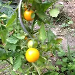 דירה Le Jardin Croix Roussien ליון