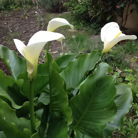 Le Jardin Croix Roussien Appartement Lyon