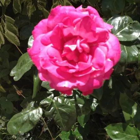 Le Jardin Croix Roussien Daire