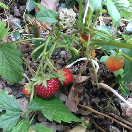 Daire Le Jardin Croix Roussien *